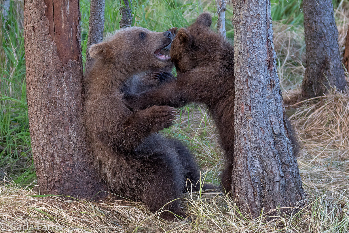 Grazer (128) cub(s)