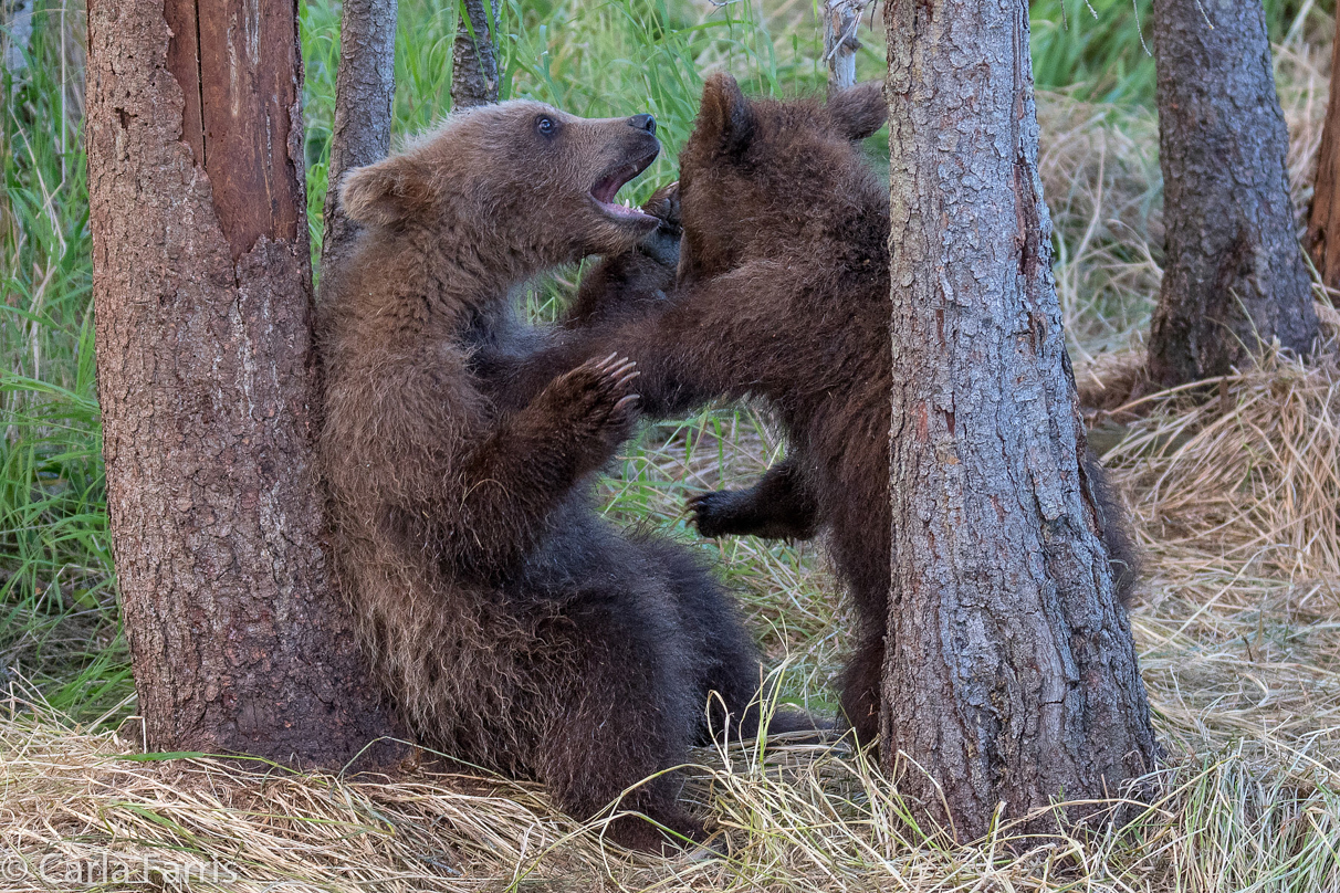 Grazer (128) cub(s)