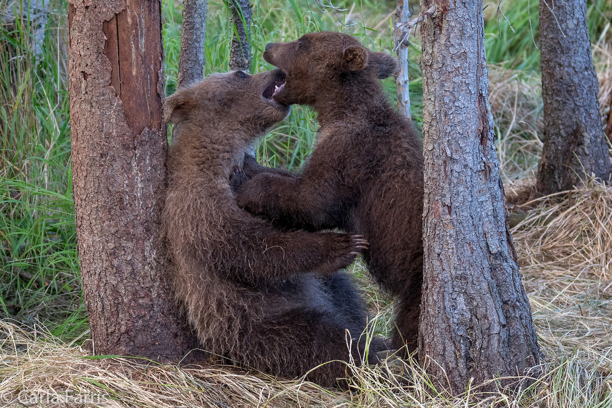 Grazer (128) cub(s)