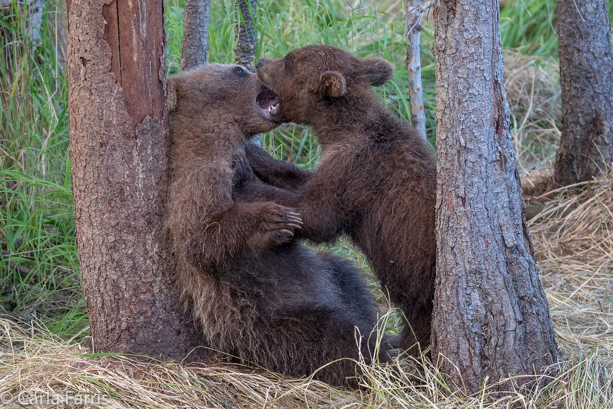 Grazer (128) cub(s)