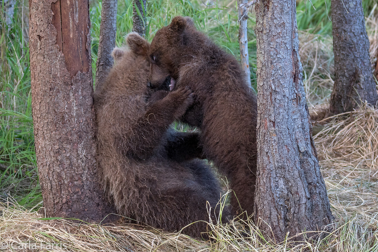 Grazer (128) cub(s)