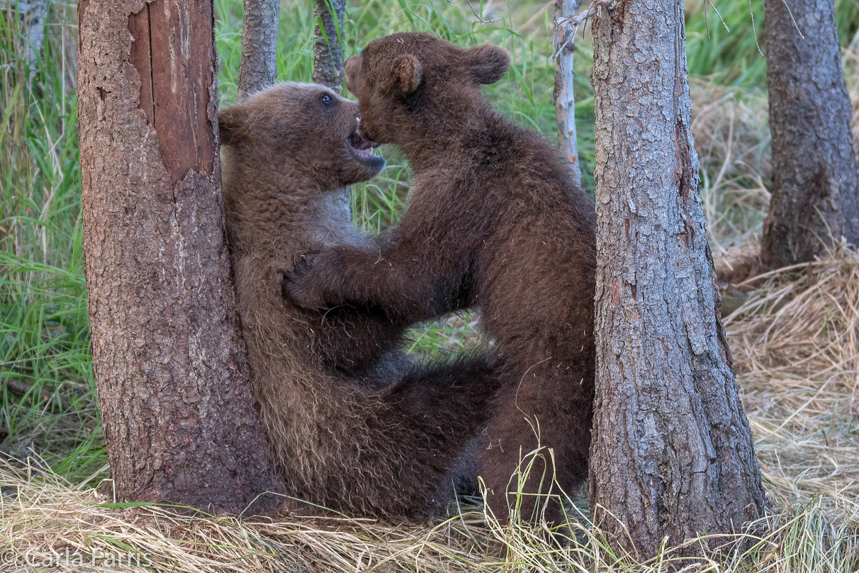 Grazer (128) cub(s)