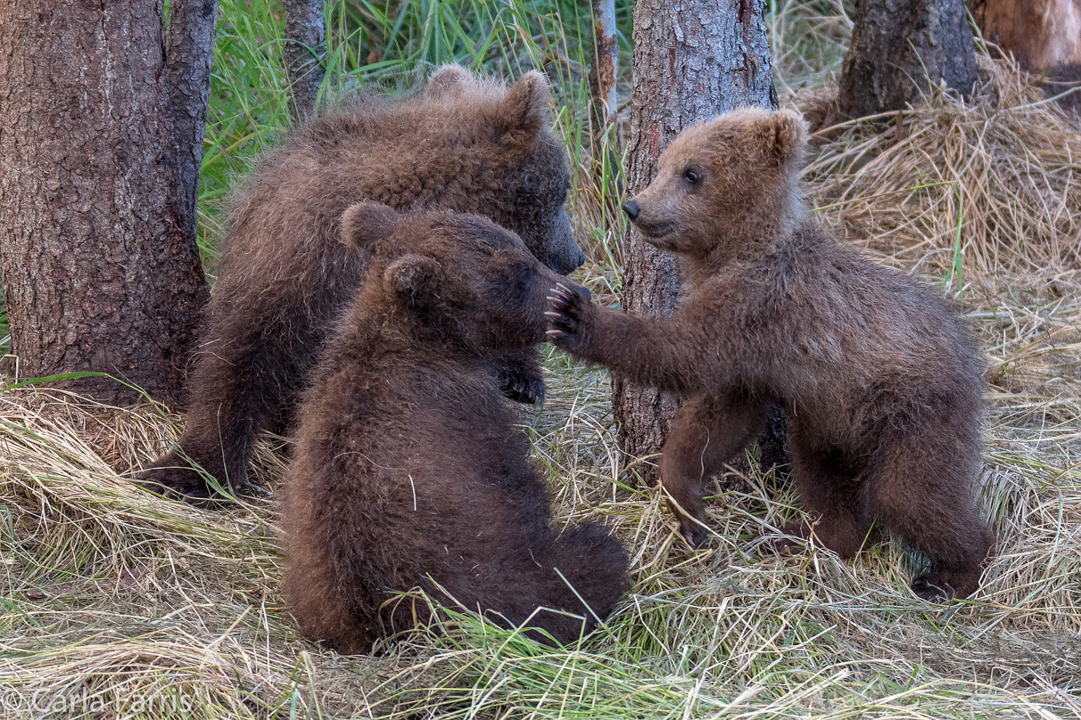 Grazer (128) cub(s)