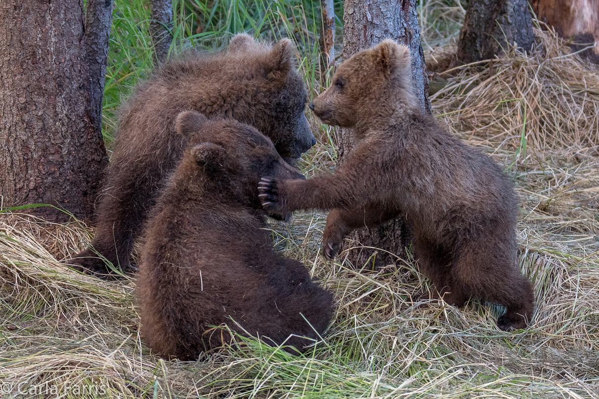 Grazer (128) cub(s)