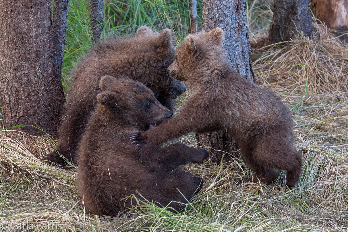 Grazer (128) cub(s)