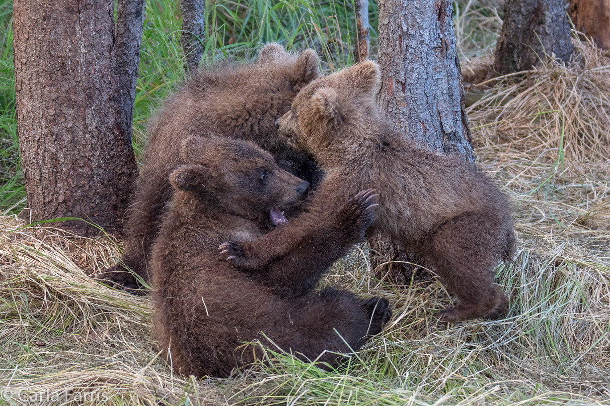 Grazer (128) cub(s)