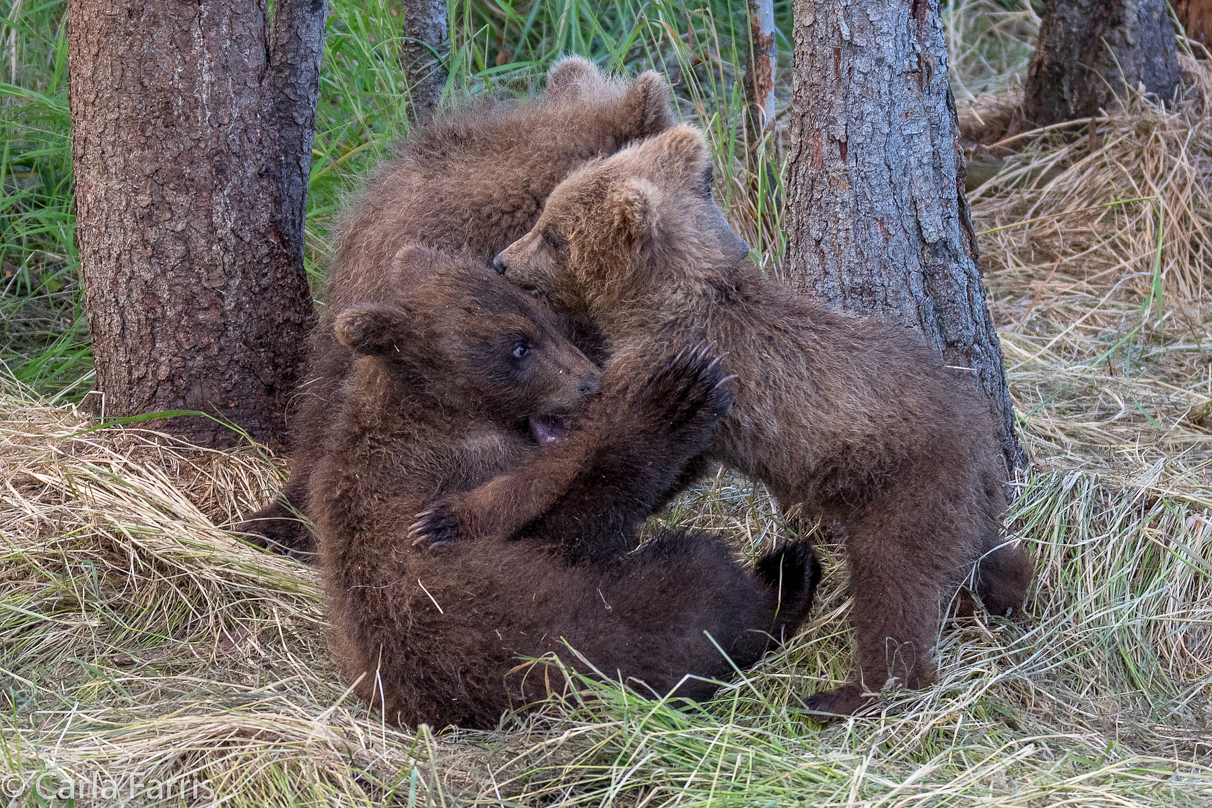 Grazer (128) cub(s)