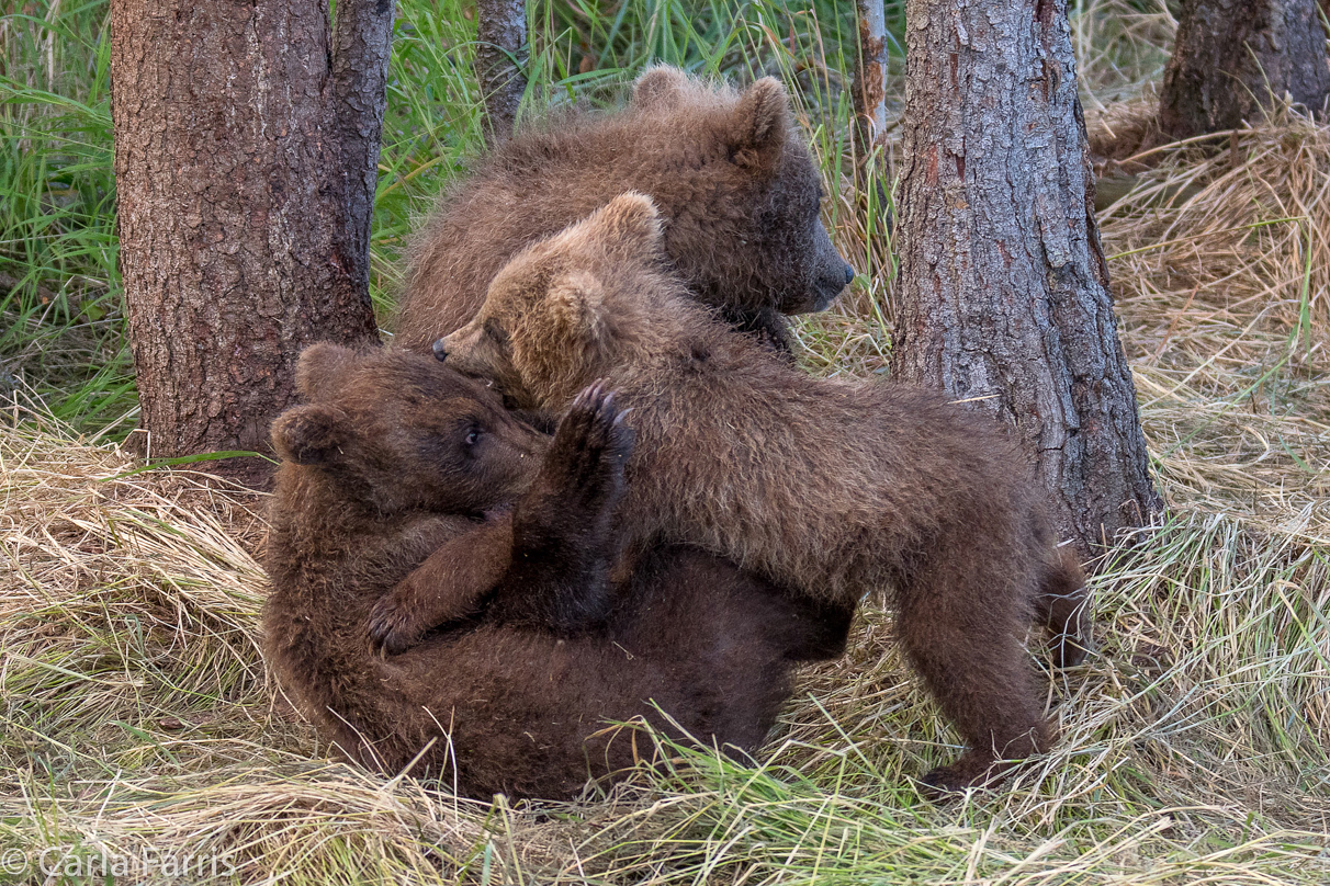 Grazer (128) cub(s)