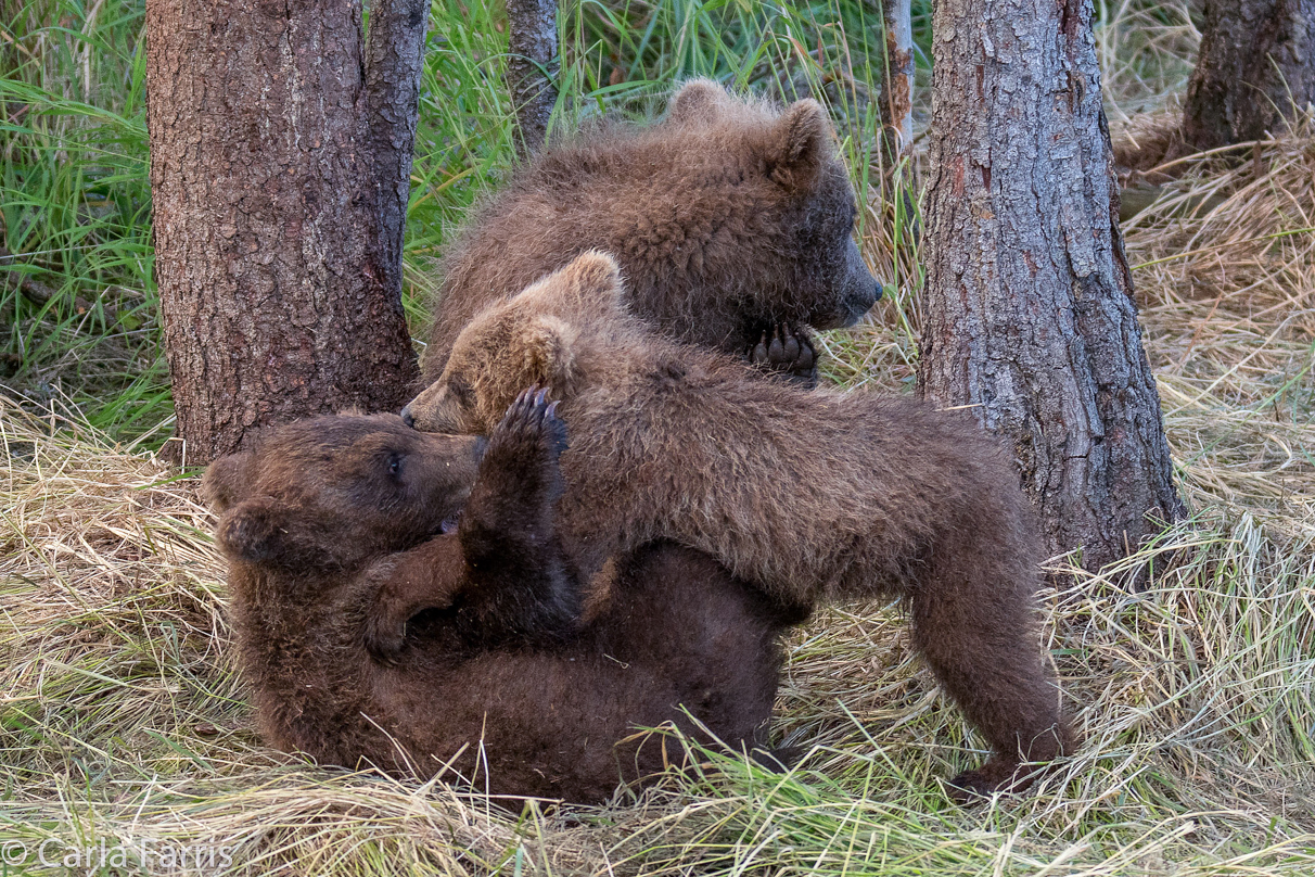 Grazer (128) cub(s)