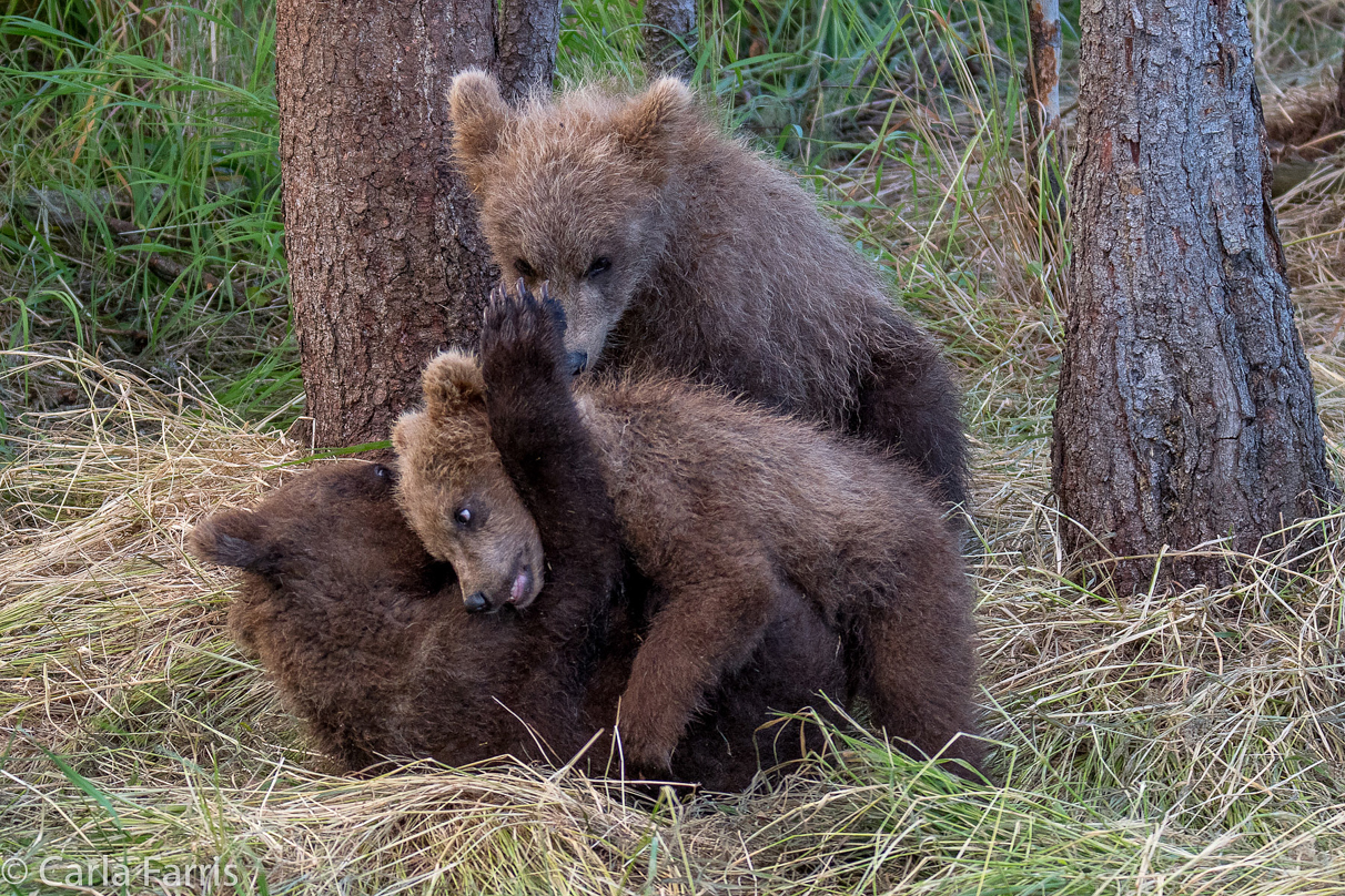 Grazer (128) cub(s)