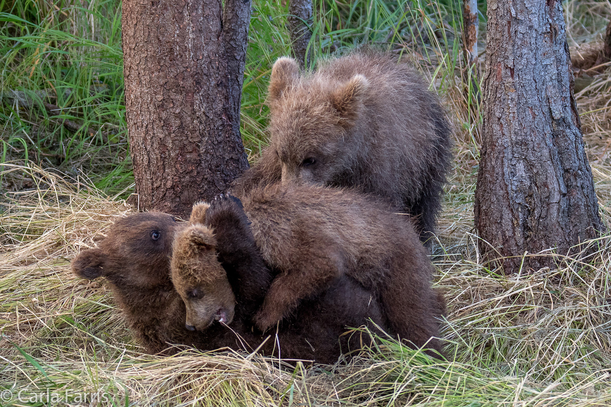 Grazer (128) cub(s)