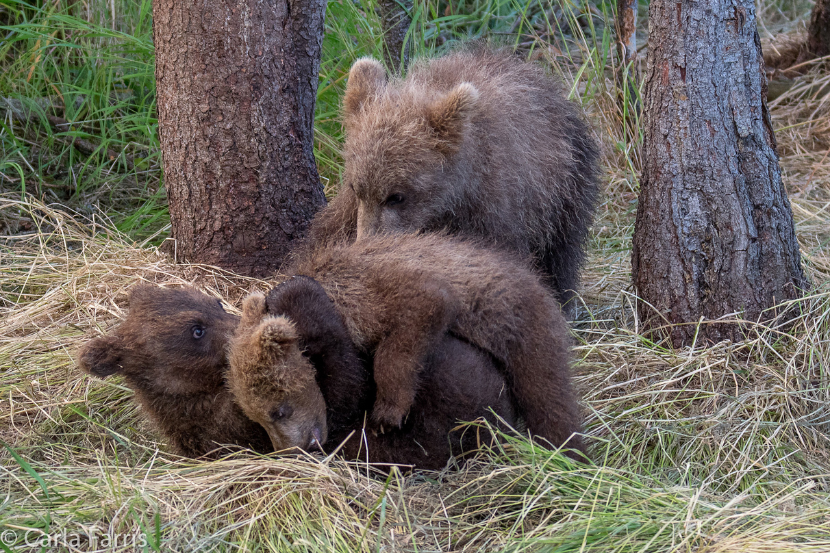 Grazer (128) cub(s)