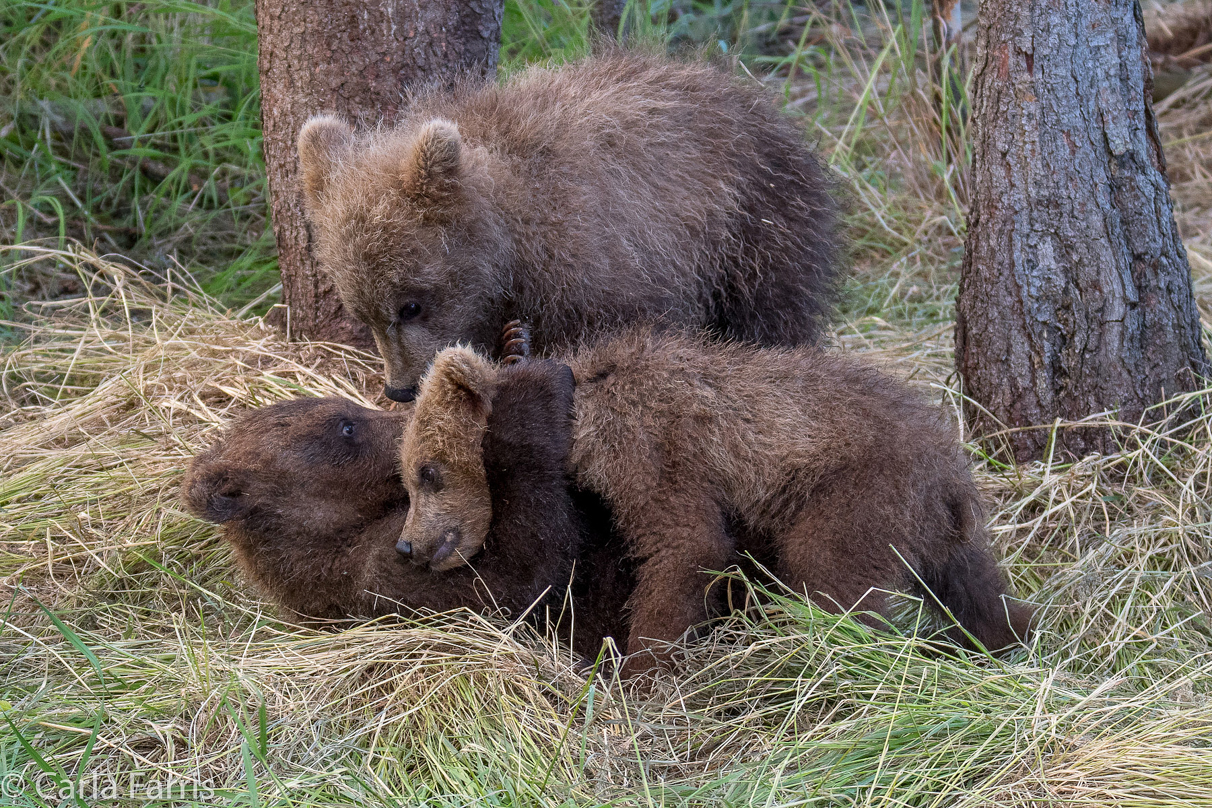 Grazer (128) cub(s)