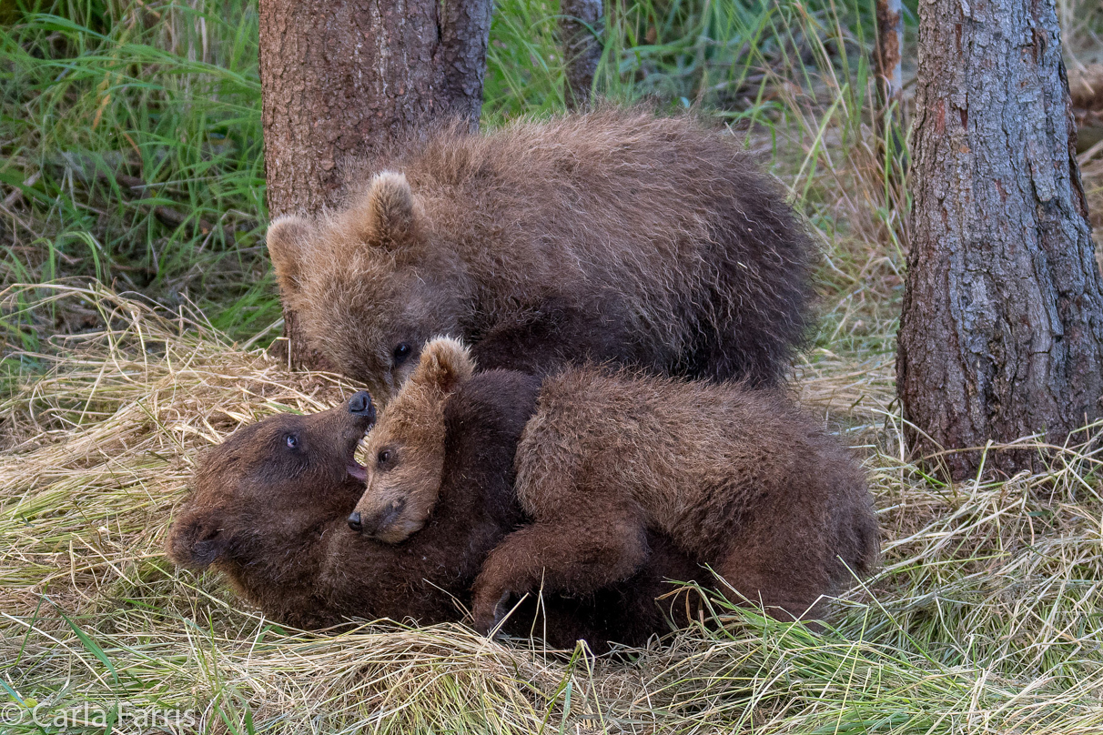 Grazer (128) cub(s)