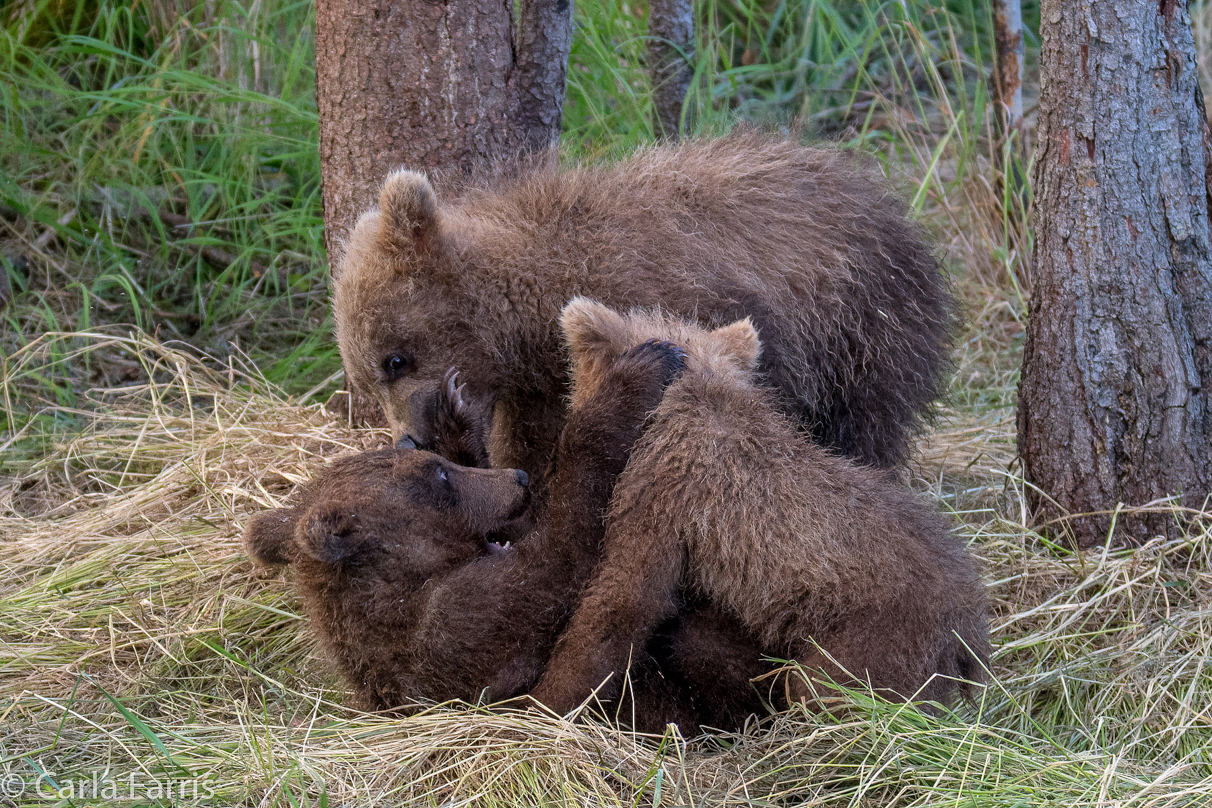 Grazer (128) cub(s)