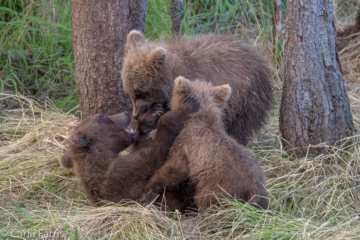 Grazer (128) cub(s)