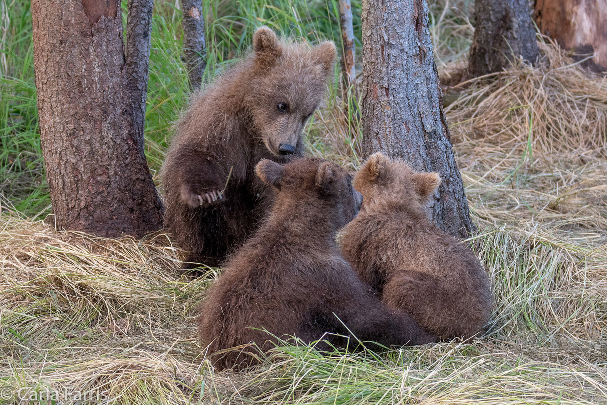 Grazer (128) cub(s)