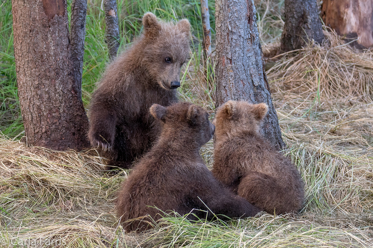 Grazer (128) cub(s)