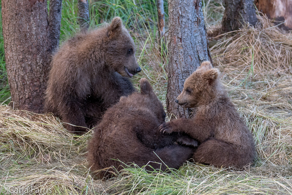 Grazer (128) cub(s)