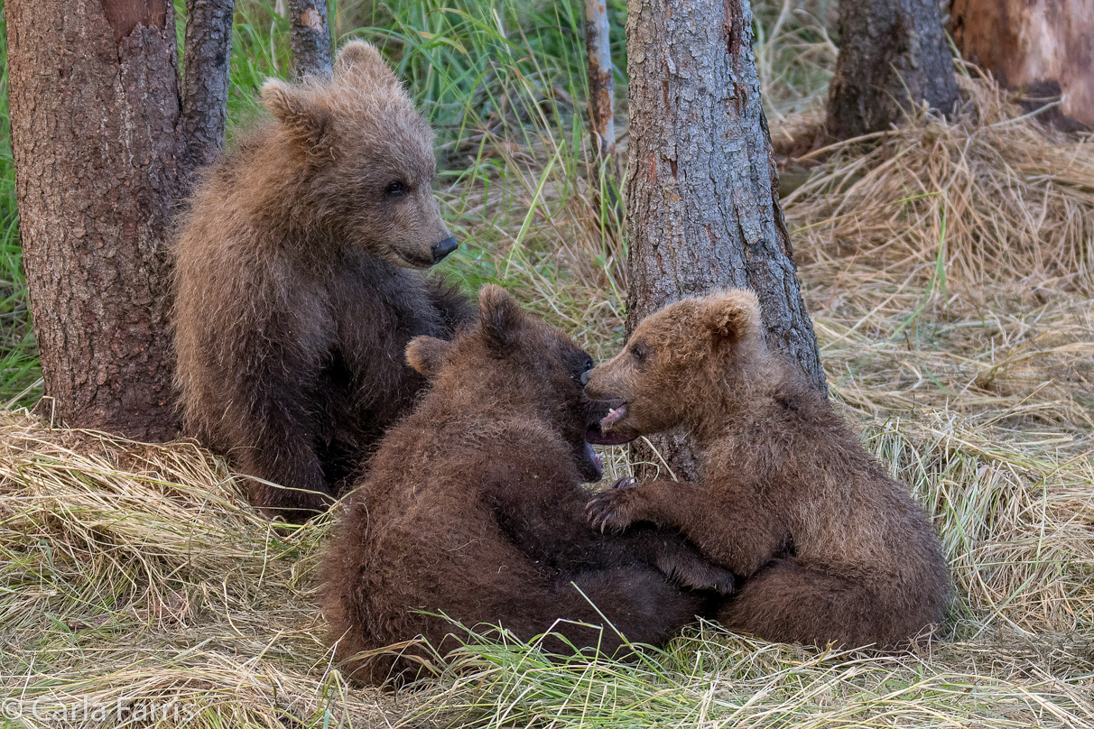 Grazer (128) cub(s)