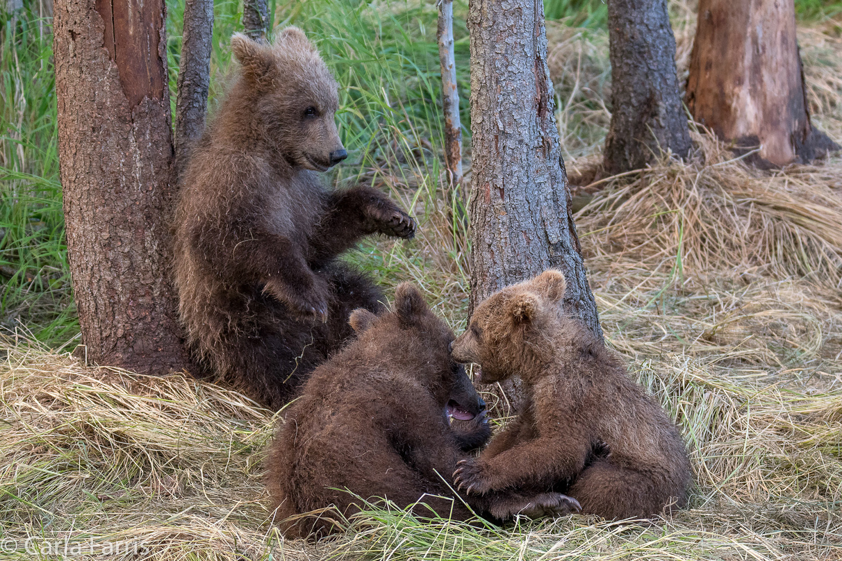 Grazer (128) cub(s)