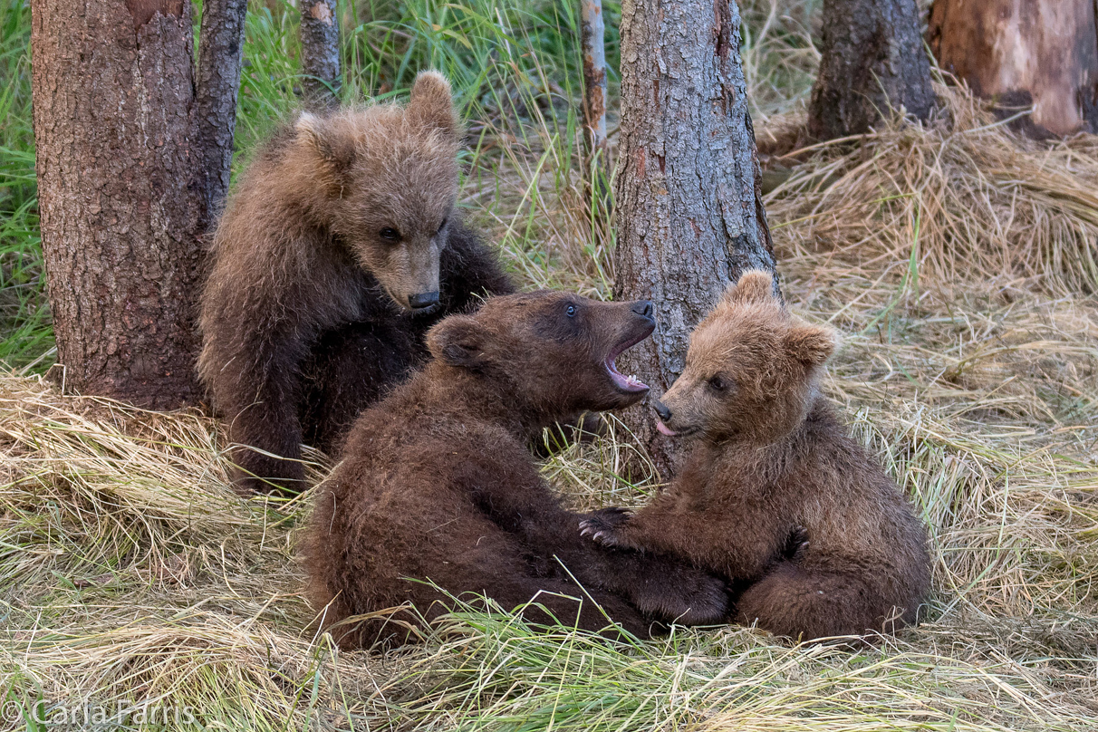 Grazer (128) cub(s)