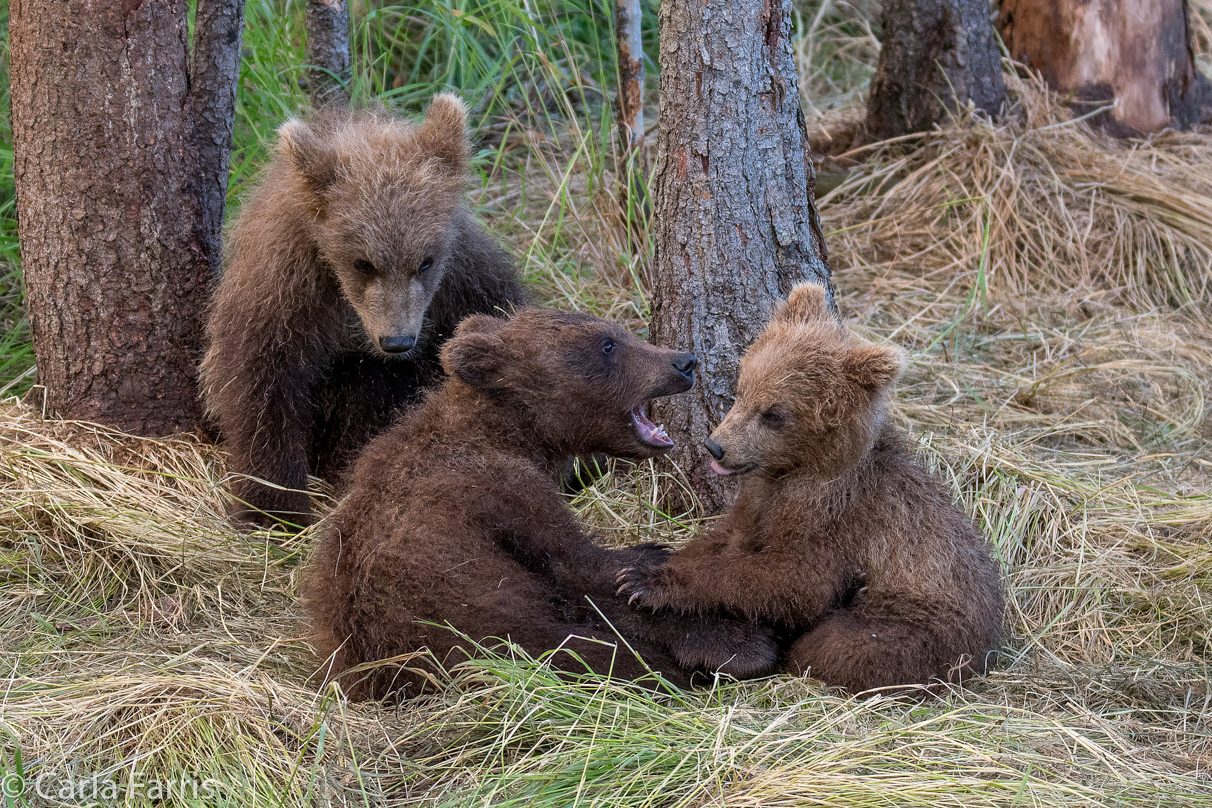 Grazer (128) cub(s)