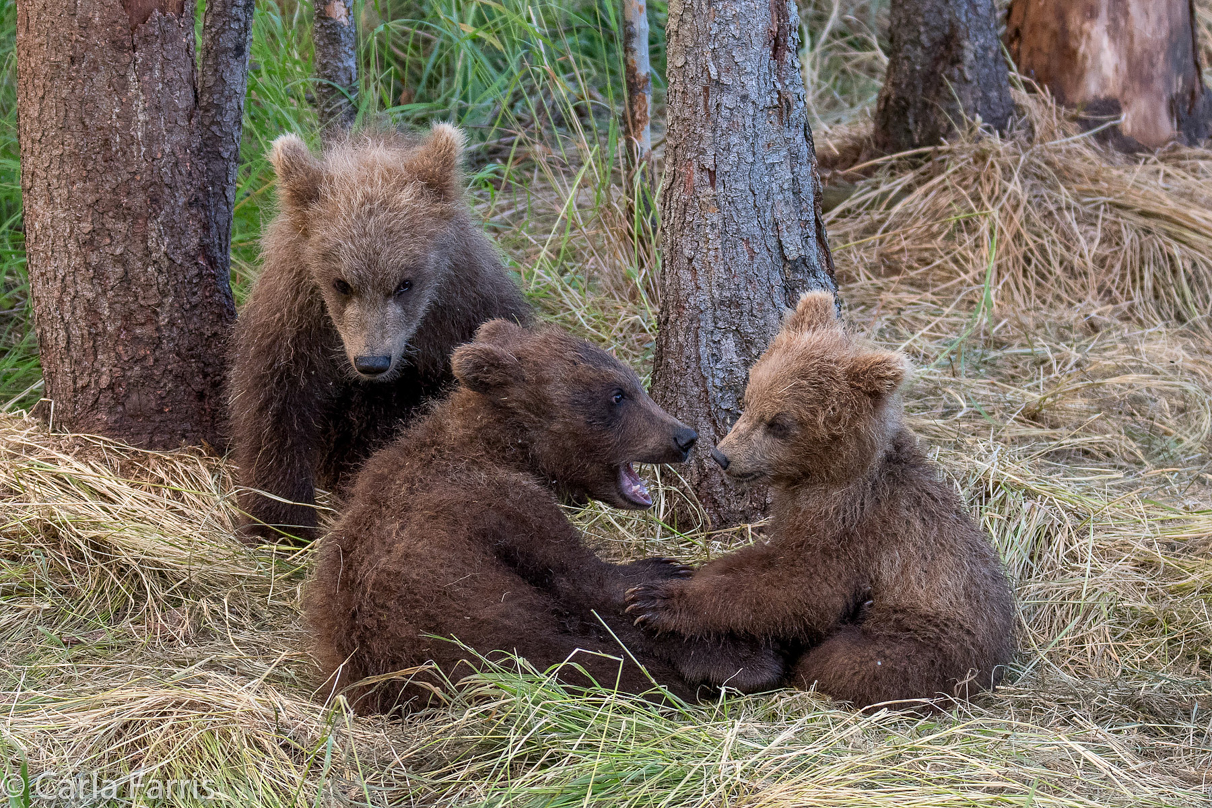 Grazer (128) cub(s)