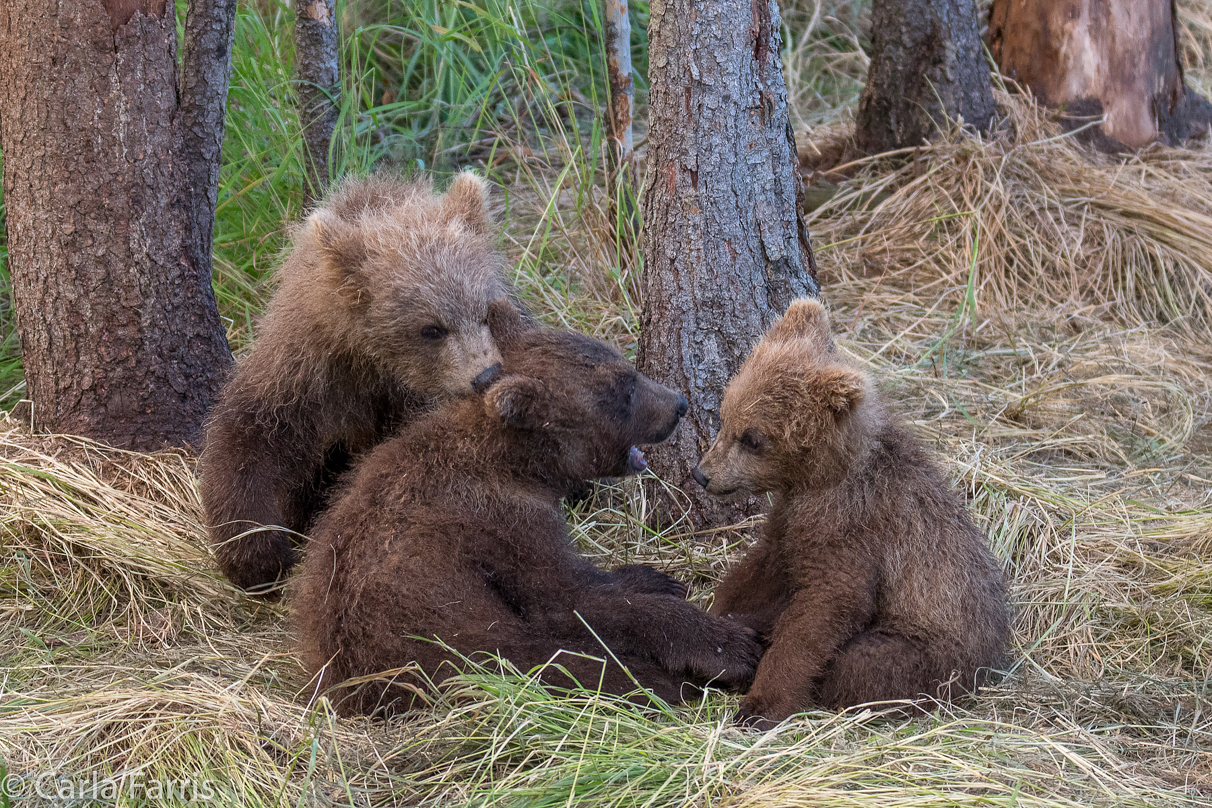 Grazer (128) cub(s)