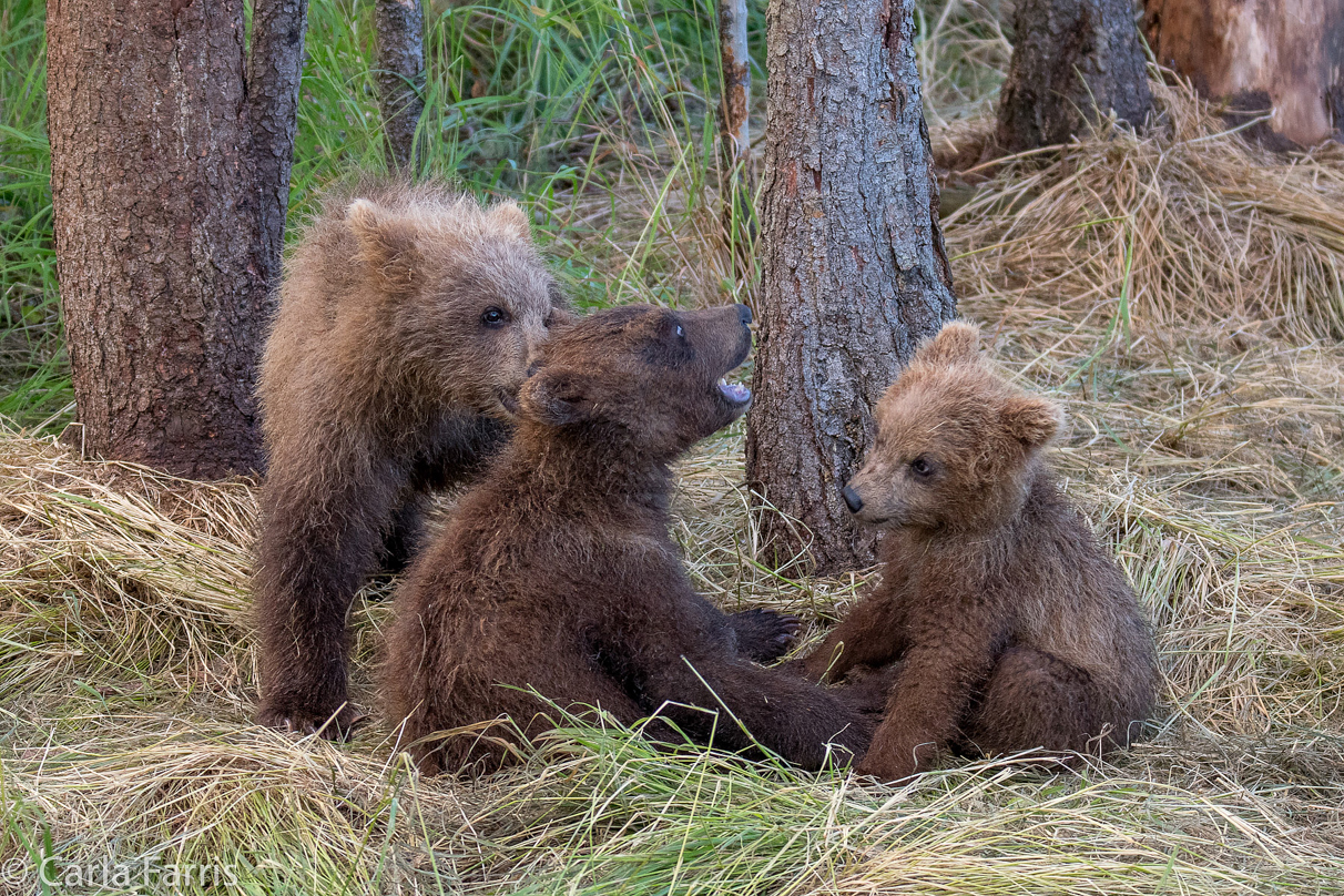 Grazer (128) cub(s)