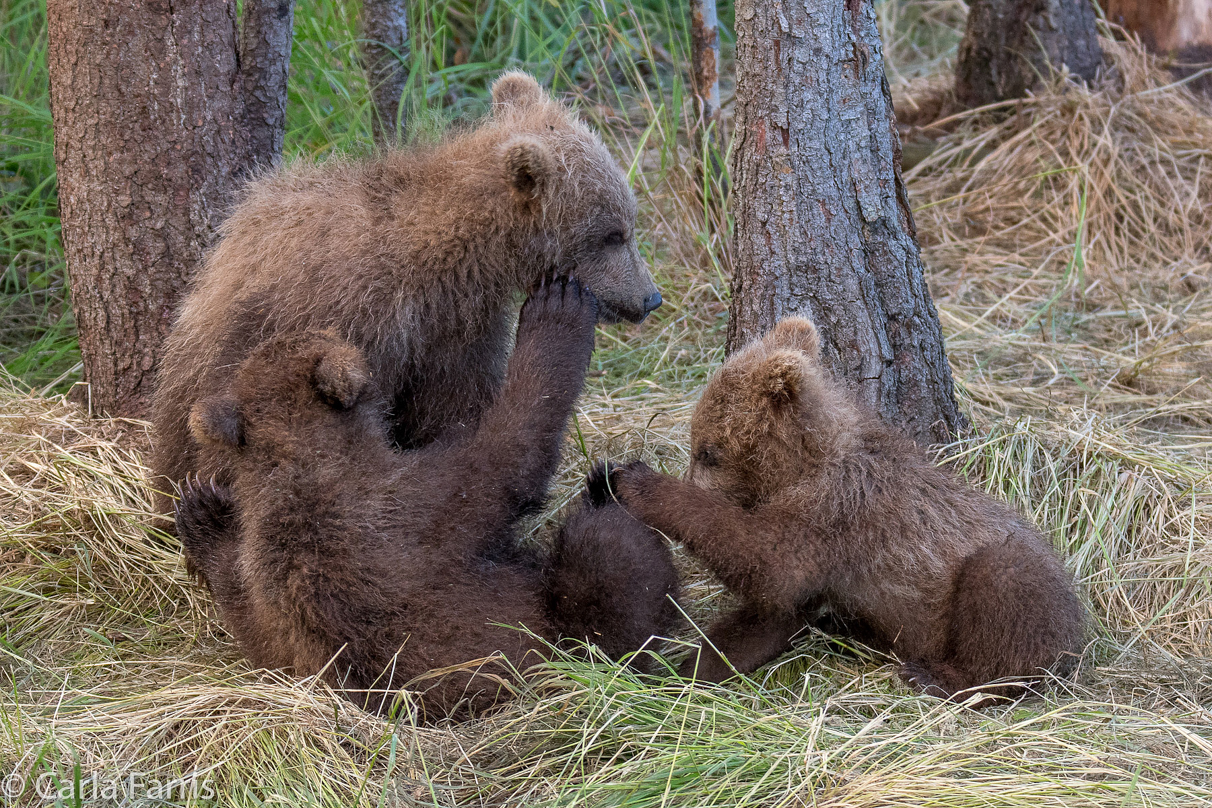 Grazer (128) cub(s)