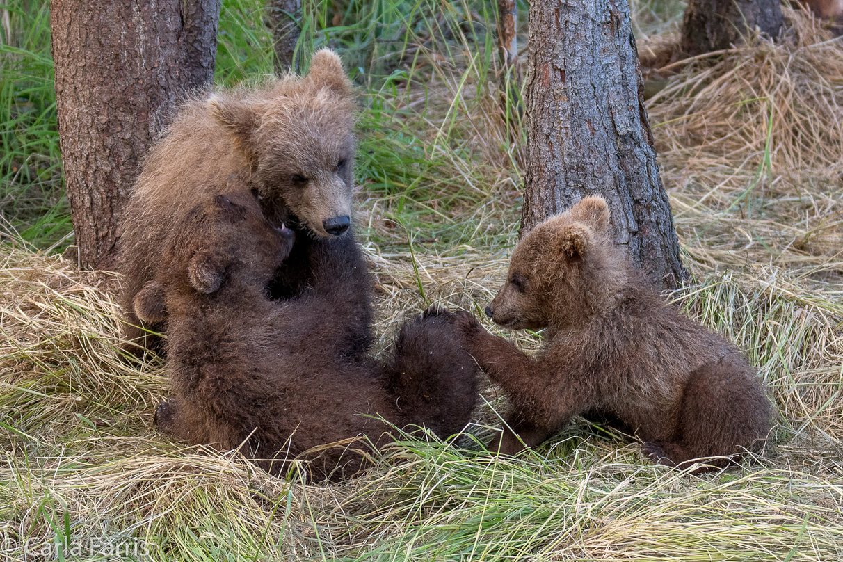 Grazer (128) cub(s)