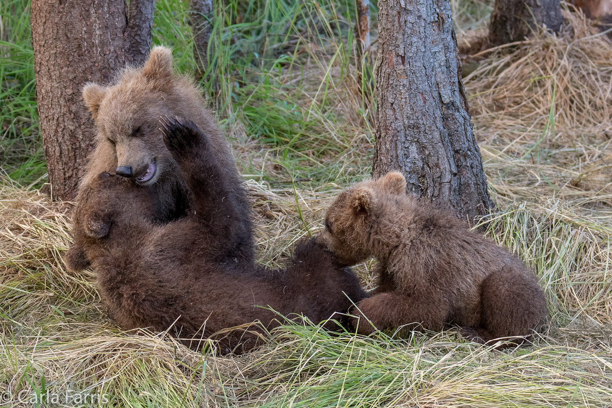 Grazer (128) cub(s)