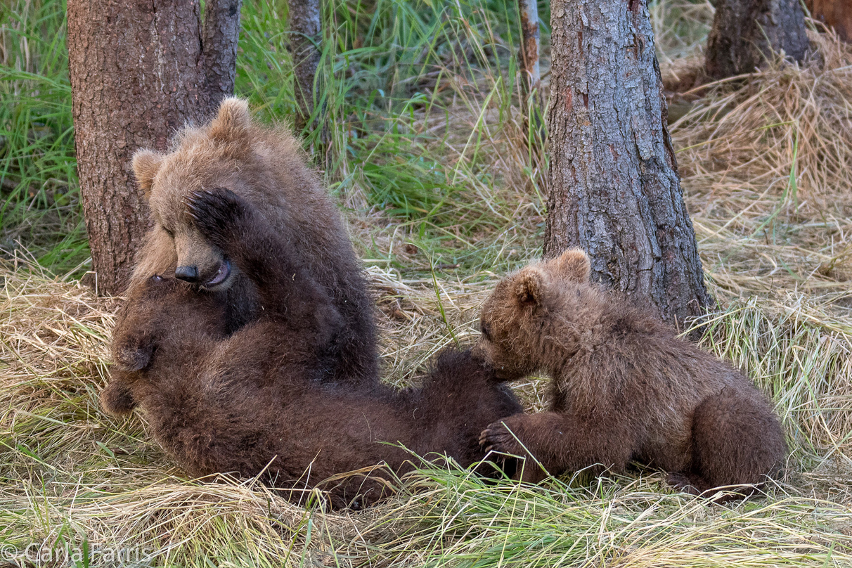 Grazer (128) cub(s)