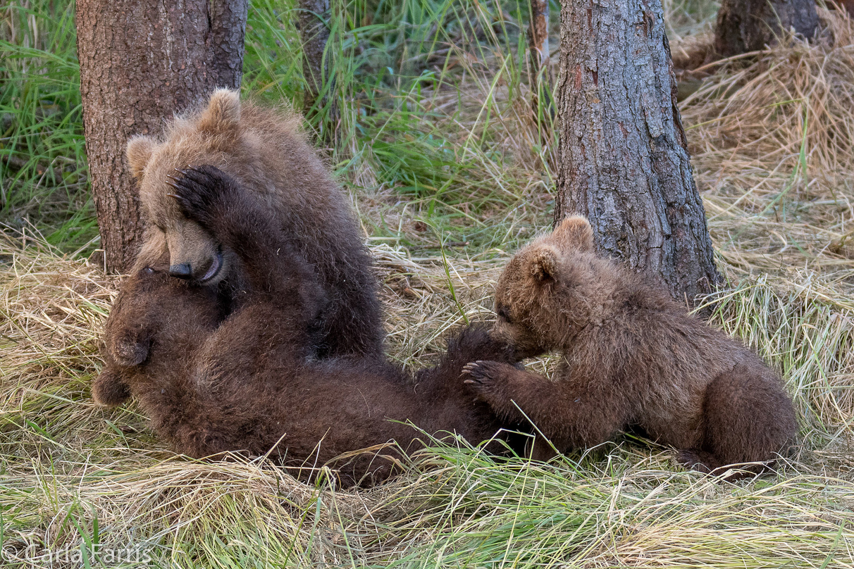 Grazer (128) cub(s)