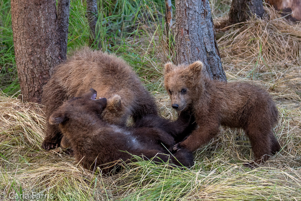 Grazer (128) cub(s)