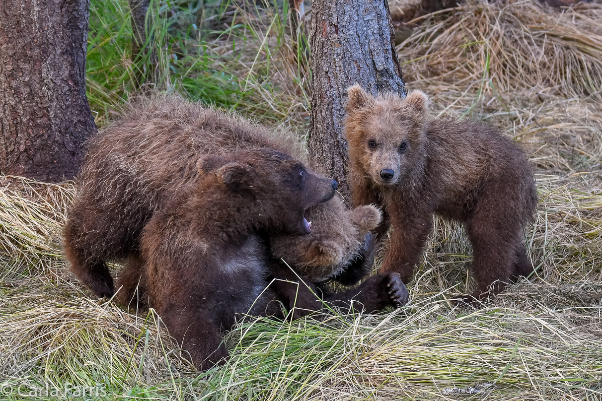 Grazer (128) cub(s)