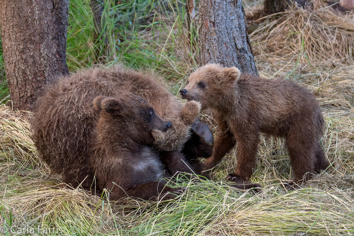 Grazer (128) cub(s)