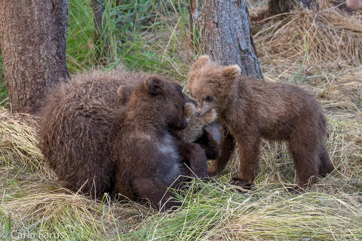 Grazer (128) cub(s)