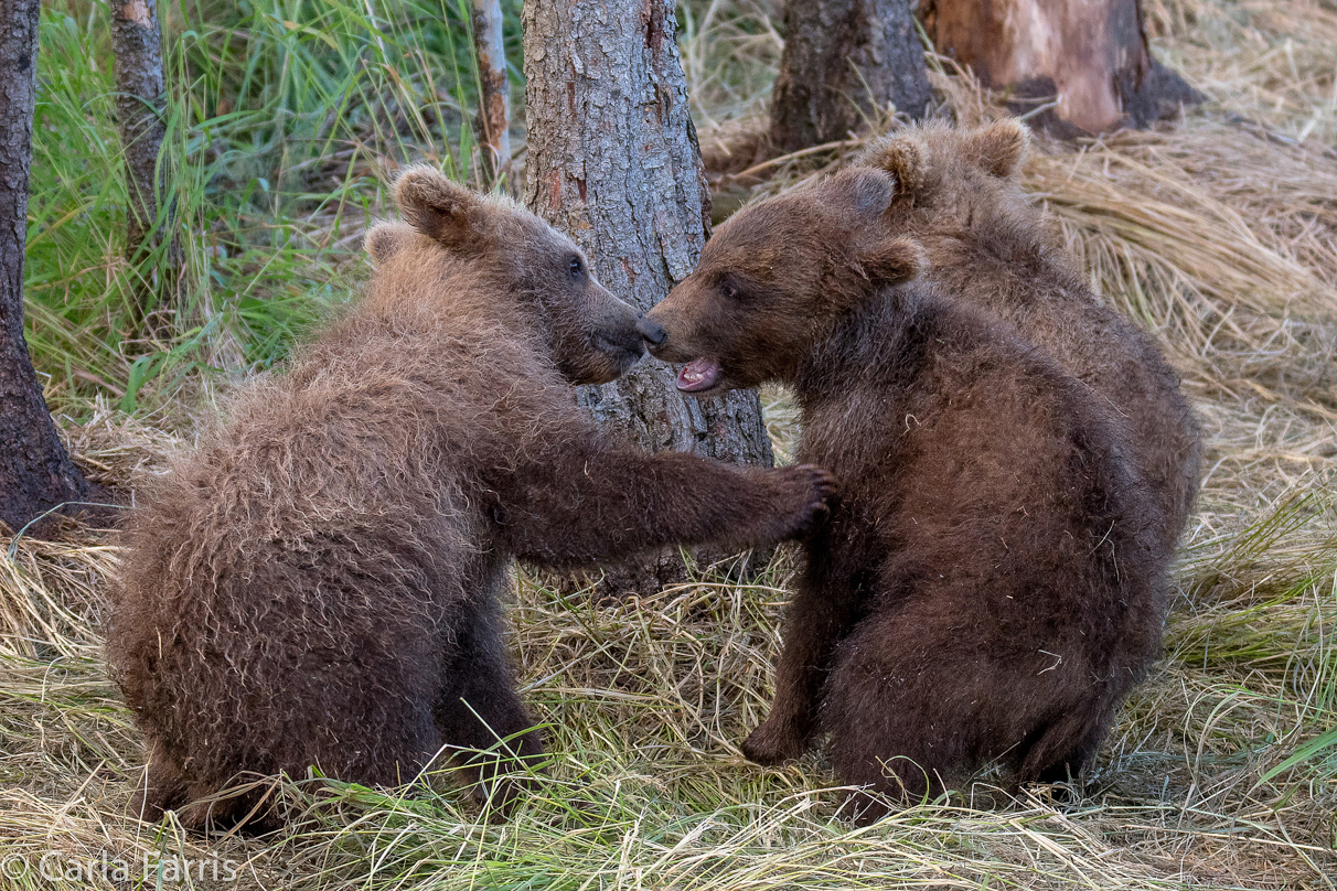 Grazer (128) cub(s)