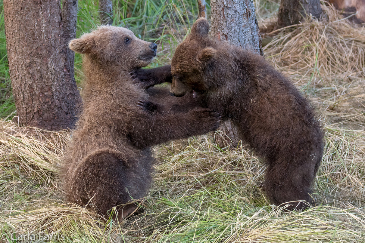 Grazer (128) cub(s)