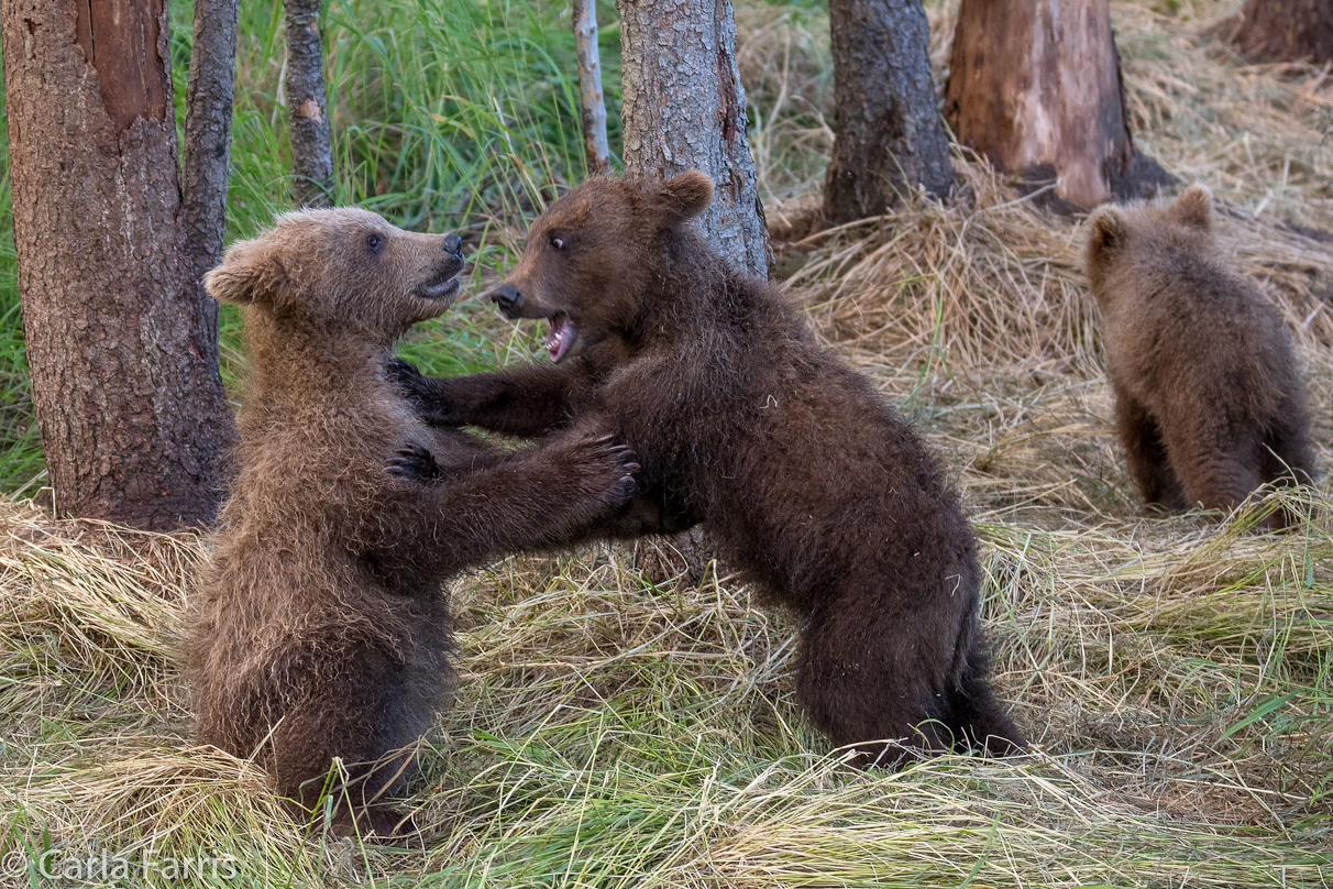 Grazer (128) cub(s)