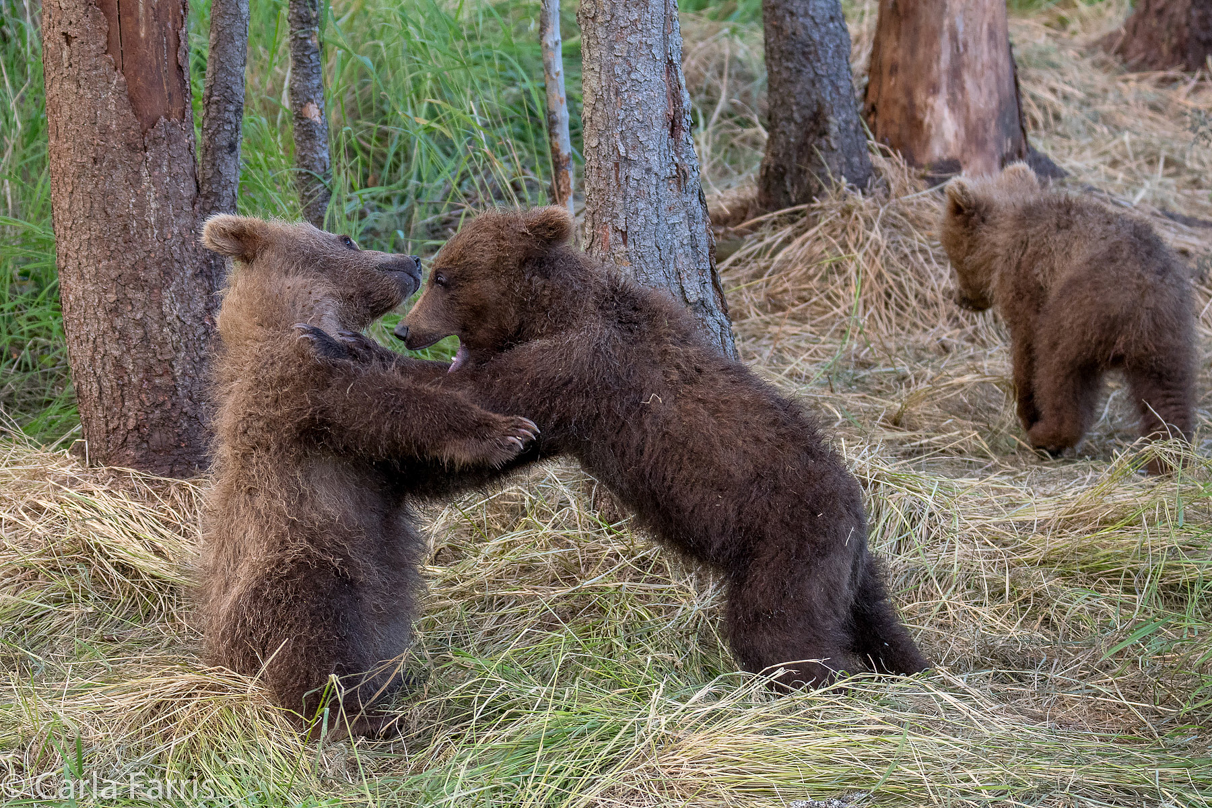 Grazer (128) cub(s)