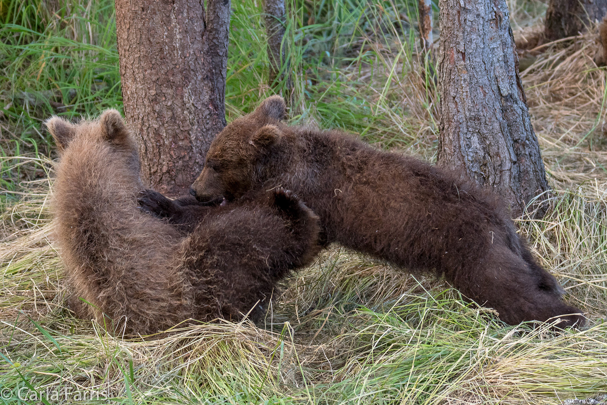 Grazer (128) cub(s)