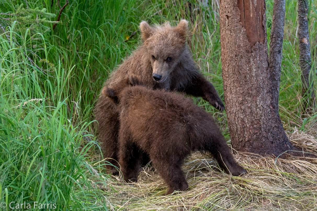 Grazer (128) cub(s)