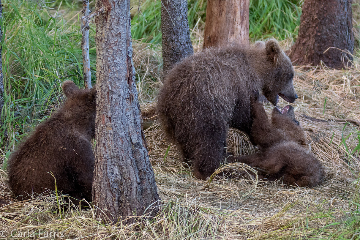 Grazer (128) cub(s)