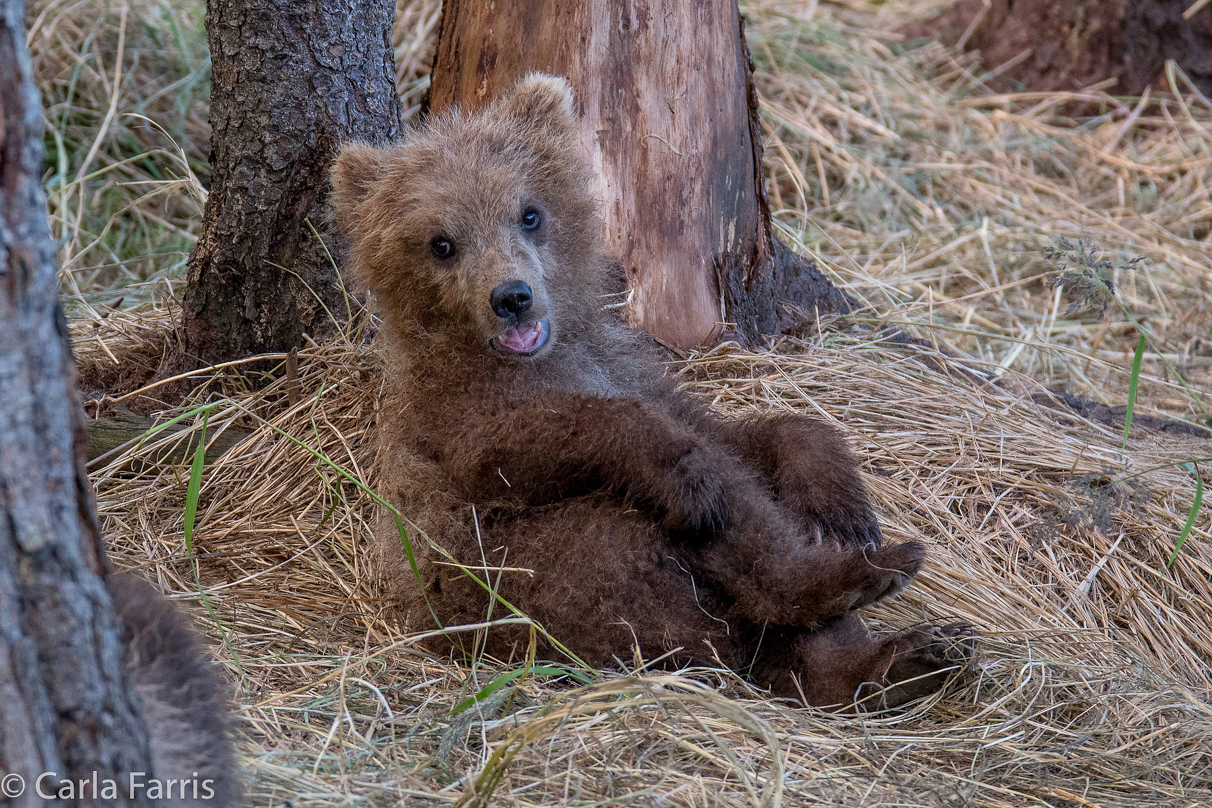 Grazer (128) cub(s)