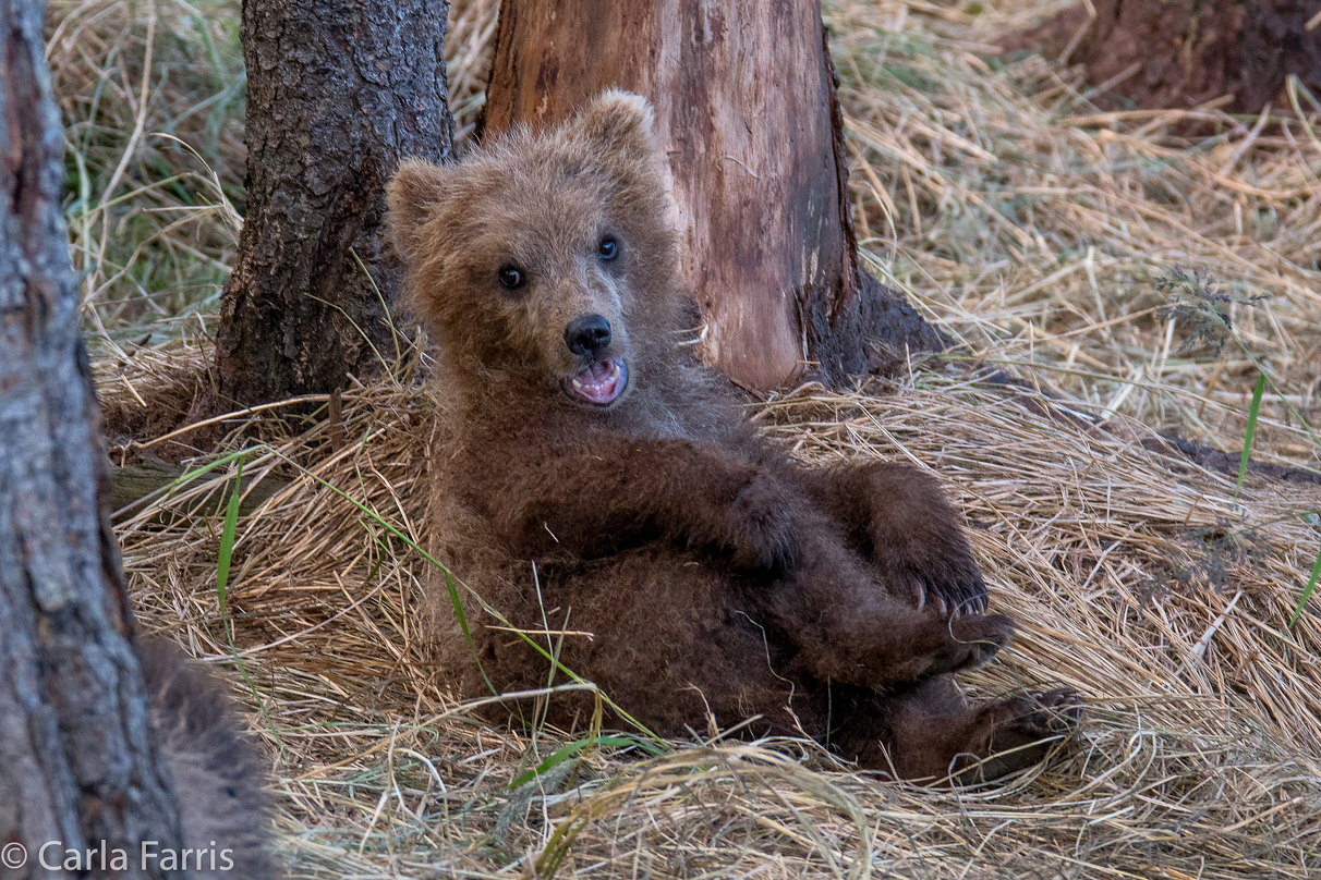 Grazer (128) cub(s)