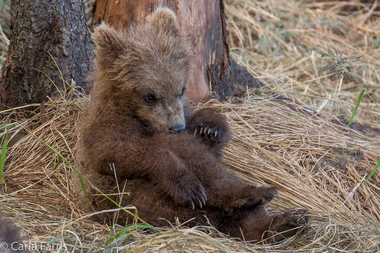 Grazer (128) cub(s)