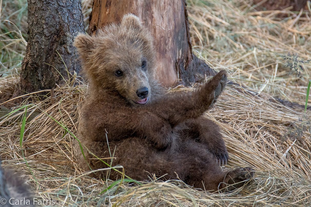 Grazer (128) cub(s)